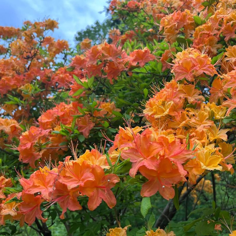 Azalea (Rhododendron Spp.)