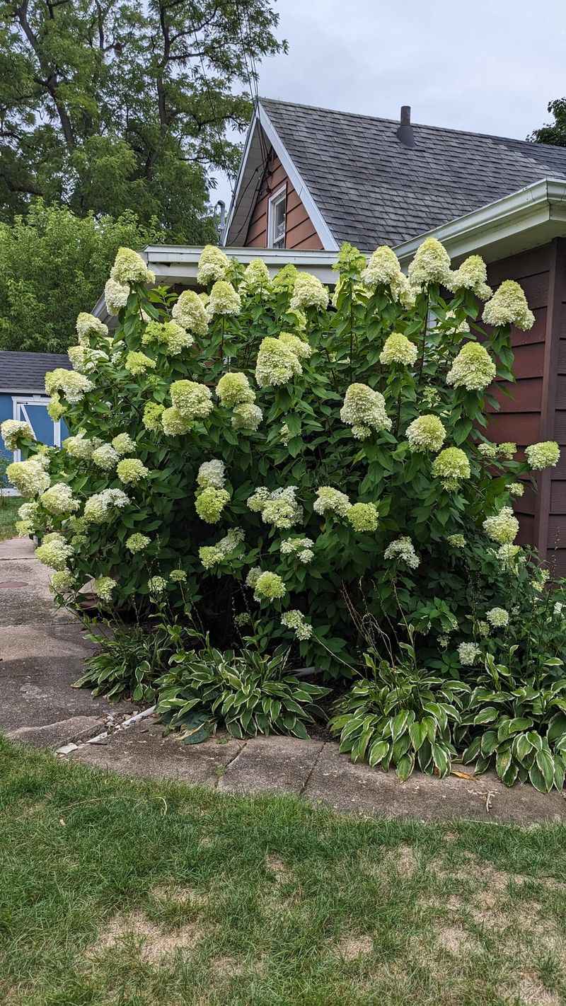 Hydrangeas