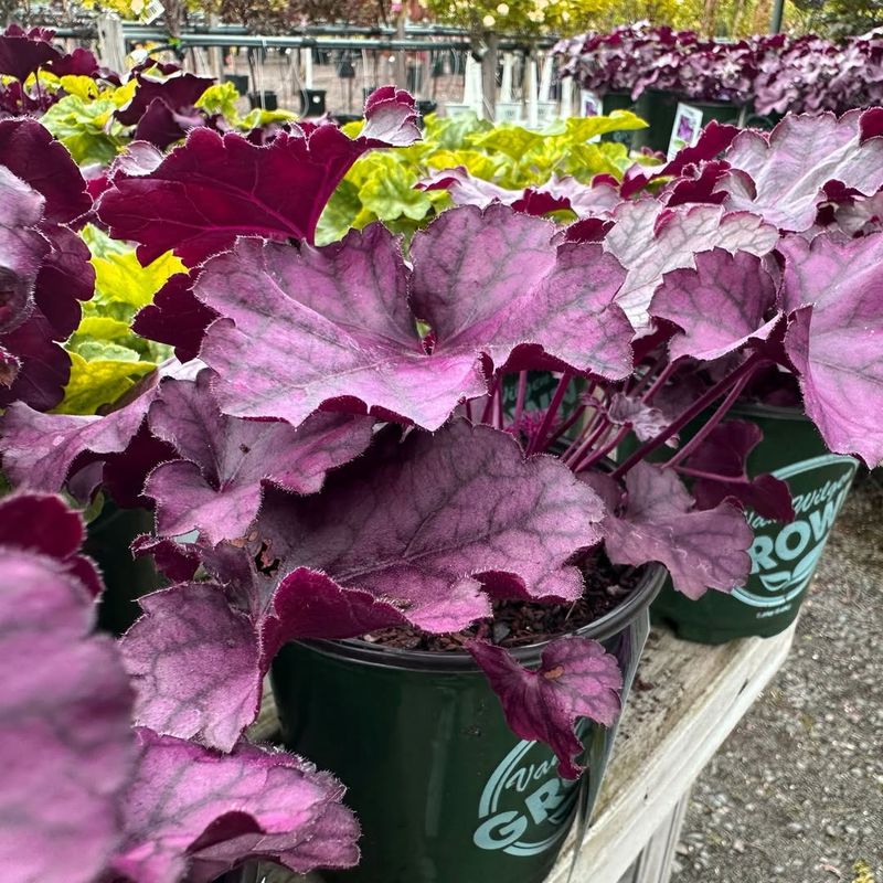 Heuchera (Coral Bells)