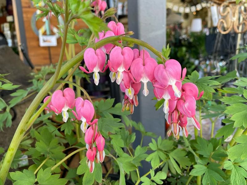 Bleeding Heart