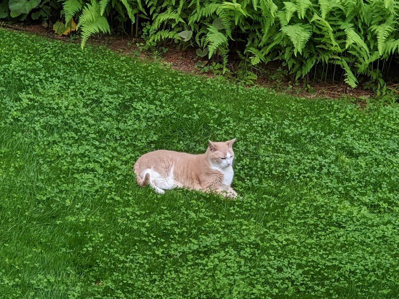 Can Help Cool Your Yard Naturally