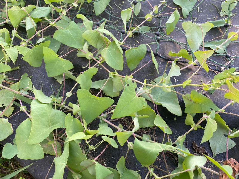 Mile-a-Minute Vine (Persicaria perfoliata)