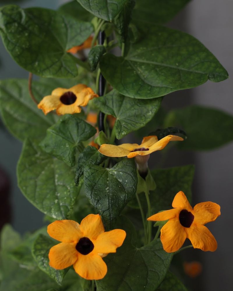 Black-Eyed Susan Vine