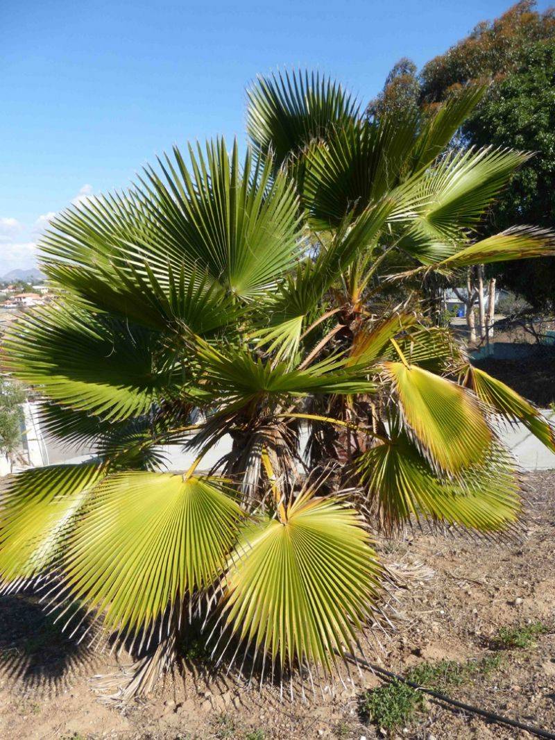 Mexican Fan Palm