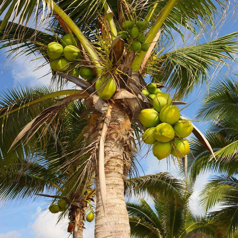 Coconut Palm