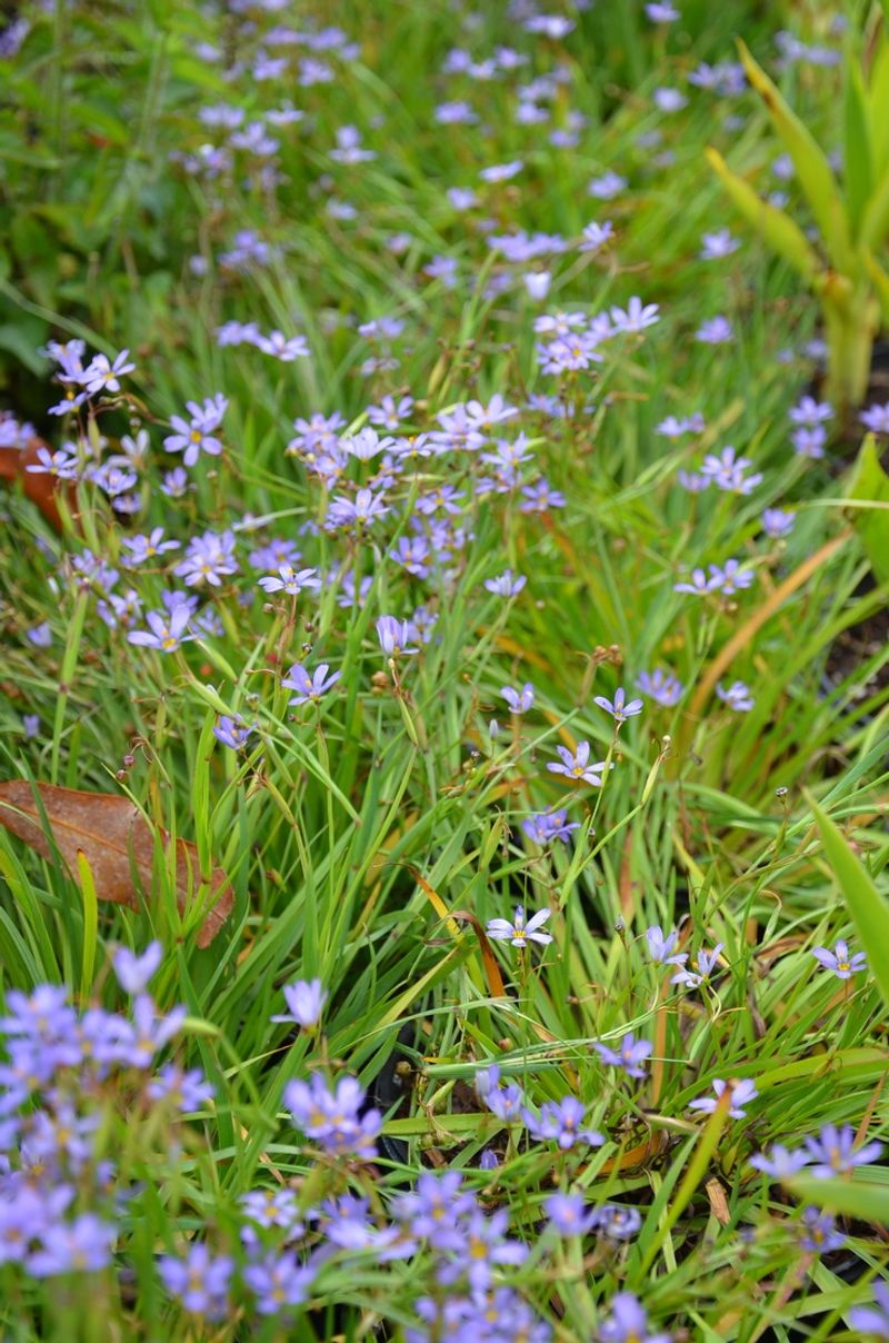 Blue-Eyed Grass