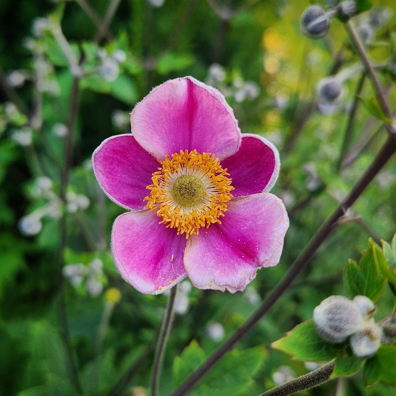 Japanese Anemone (Anemone hupehensis)