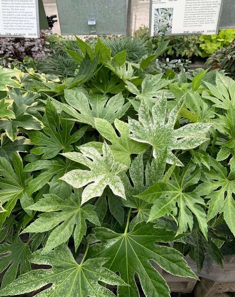 Fatsia Japonica