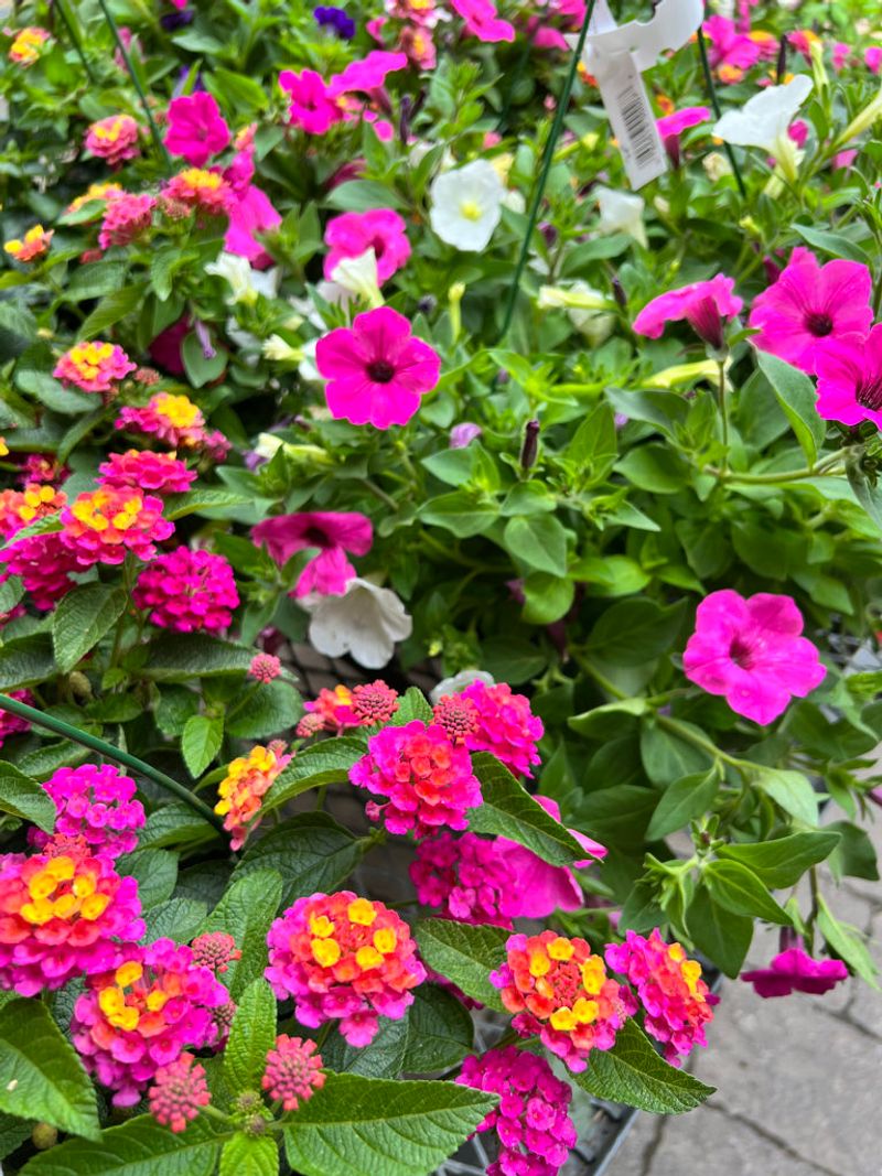 Lantana and Portulaca