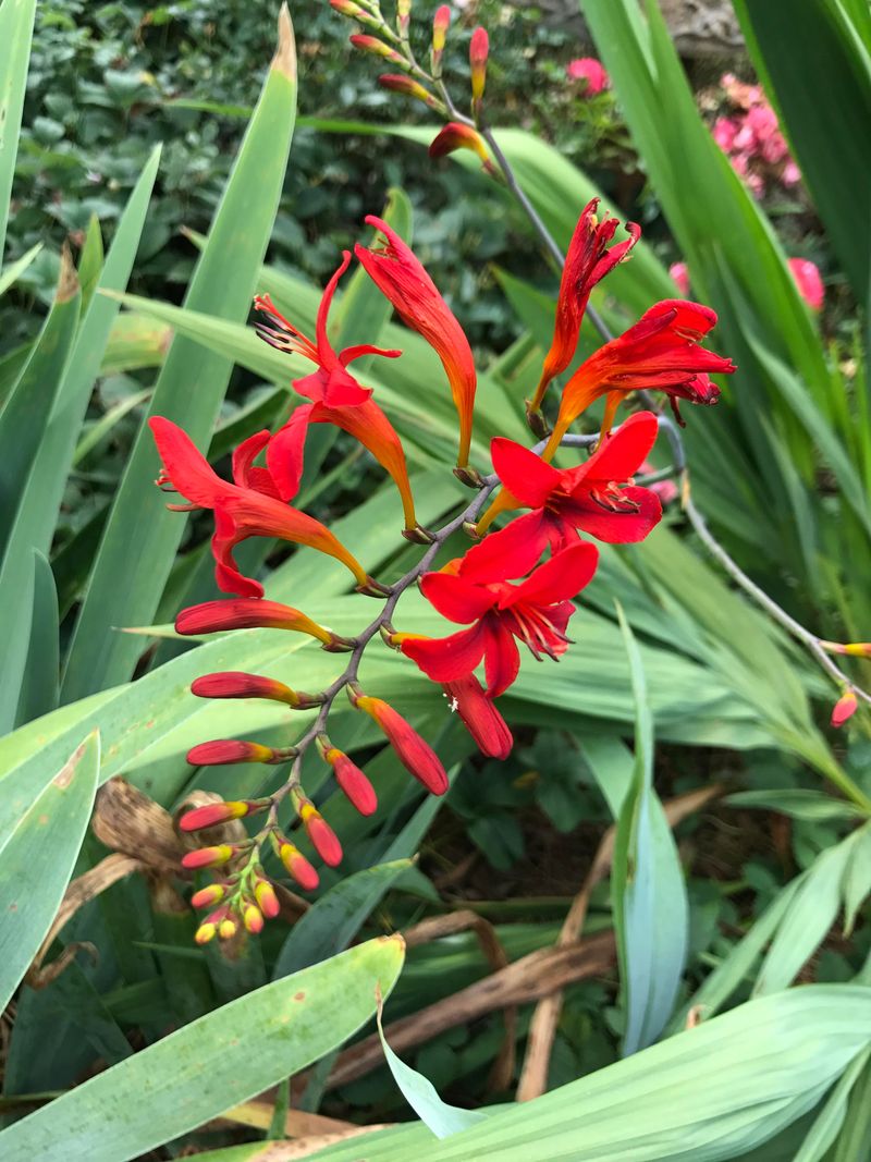 Crocosmia