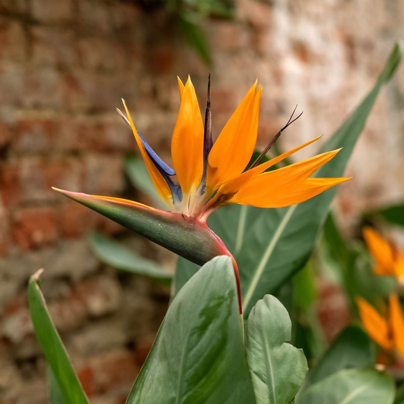 Tropicals (e.g., Birds of Paradise)