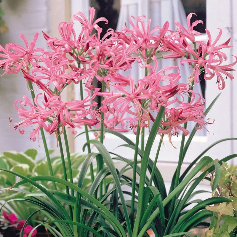 Nerine