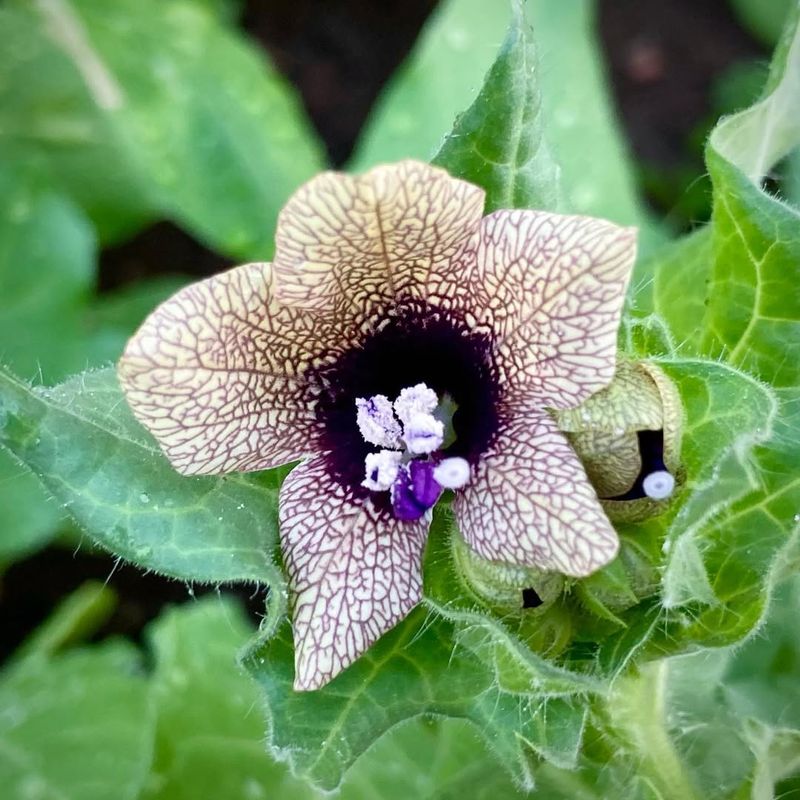 Henbane