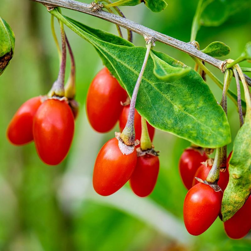 Goji Berries