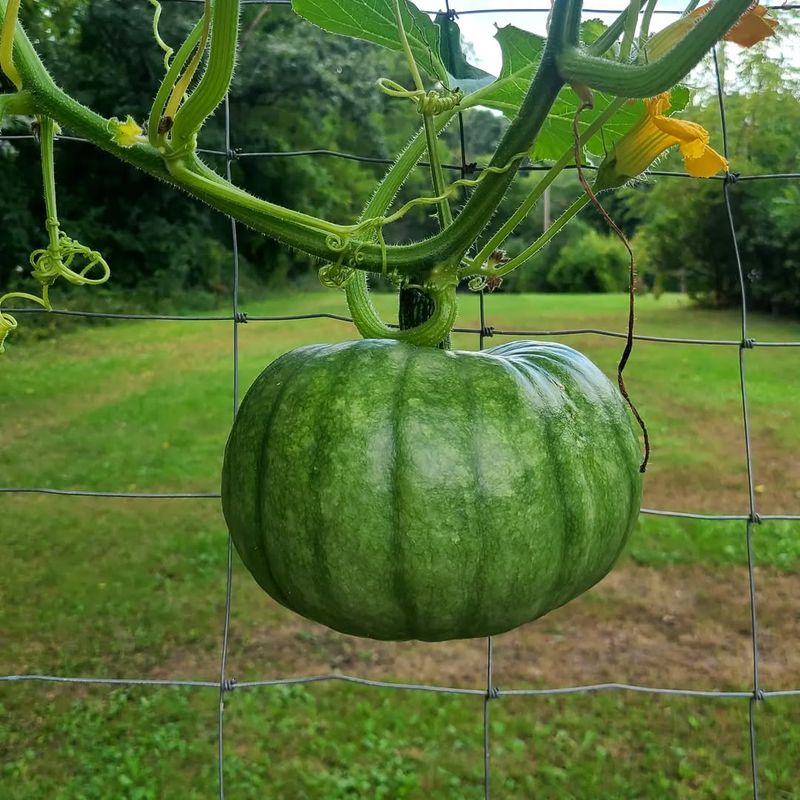 Acorn Squash