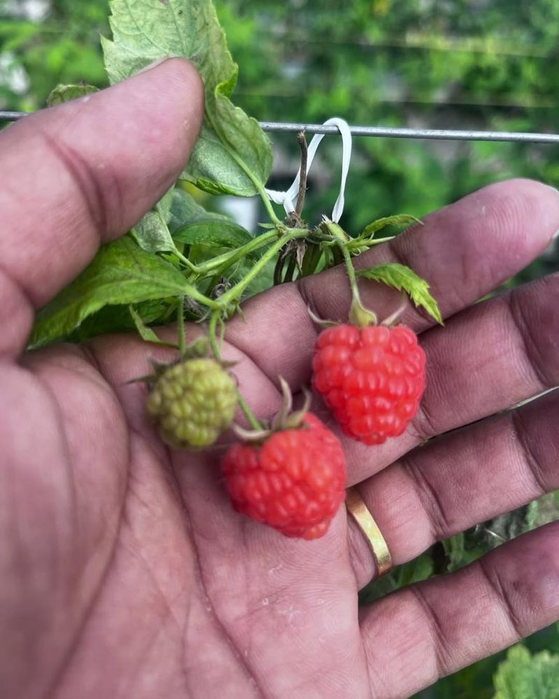 Raspberries