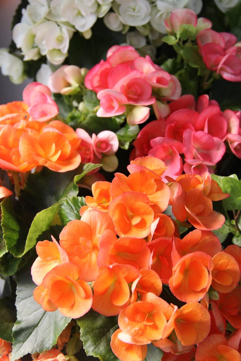 Rosy-Orange Begonias