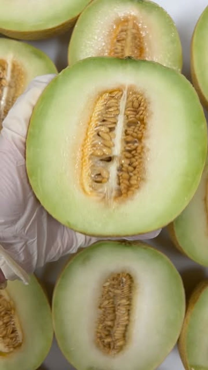 Galia Melon