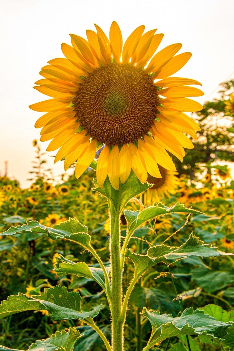 Sunflowers' Impressive Height