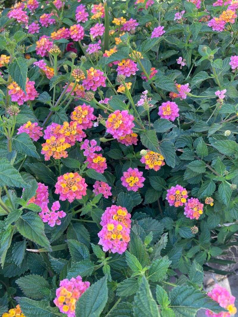 Lantana (Lantana camara)