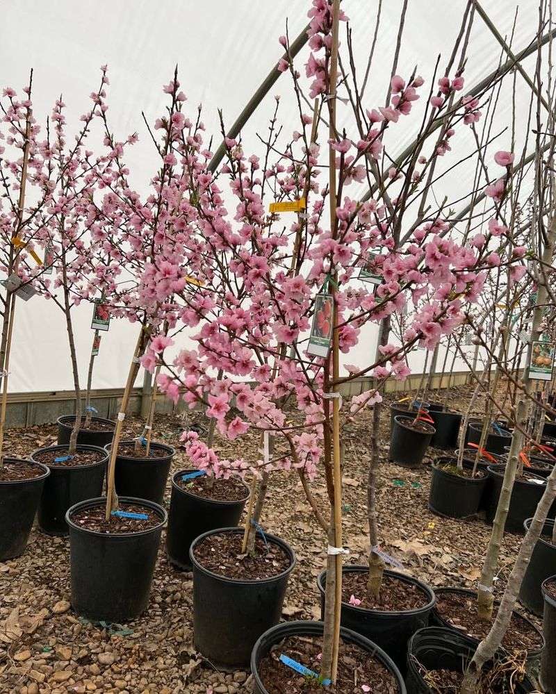 When And How To Transplant A Peach Tree