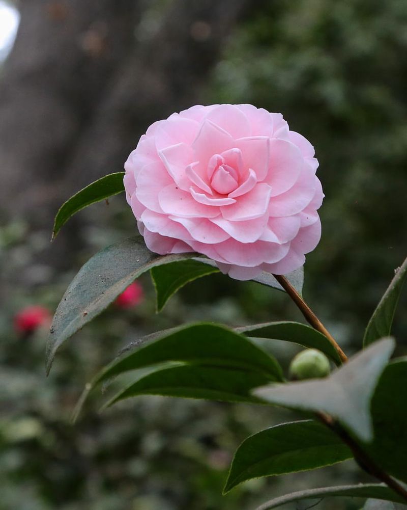 Camellia