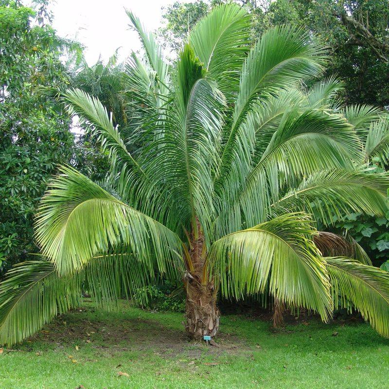 Coconut Palm