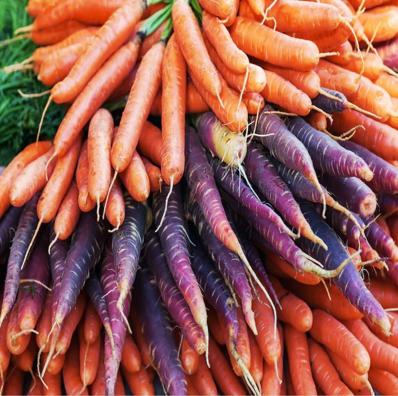 Early Scarlet Horn Carrot