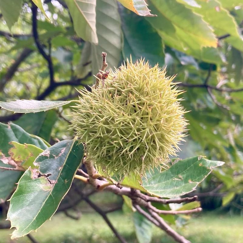 Chinese Chestnut (Castanea Mollissima)