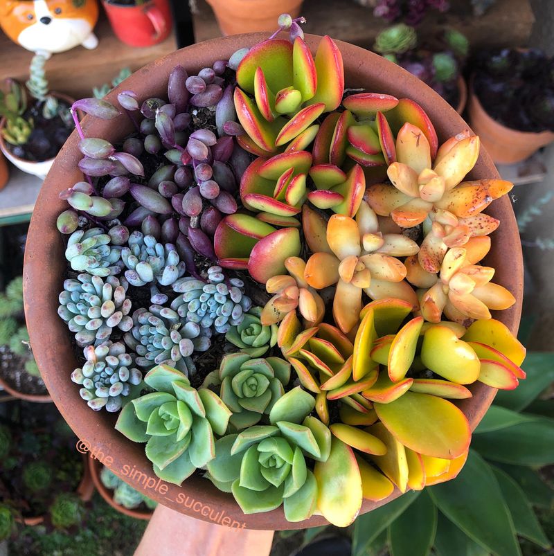 Succulents