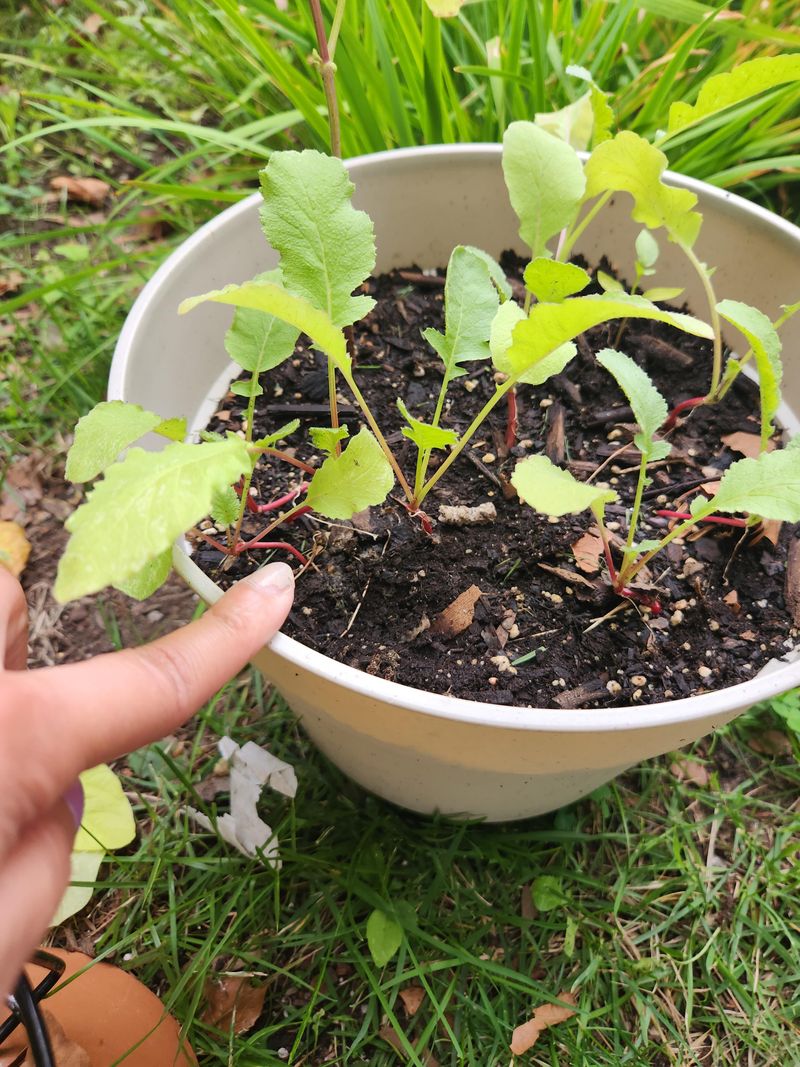 Radishes