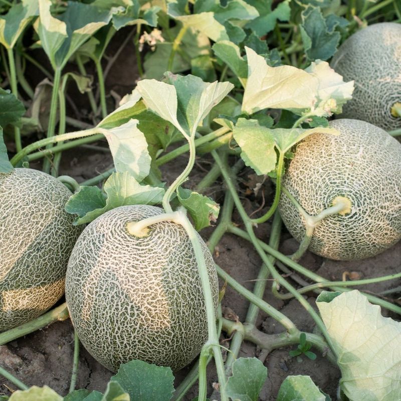 Cantaloupe