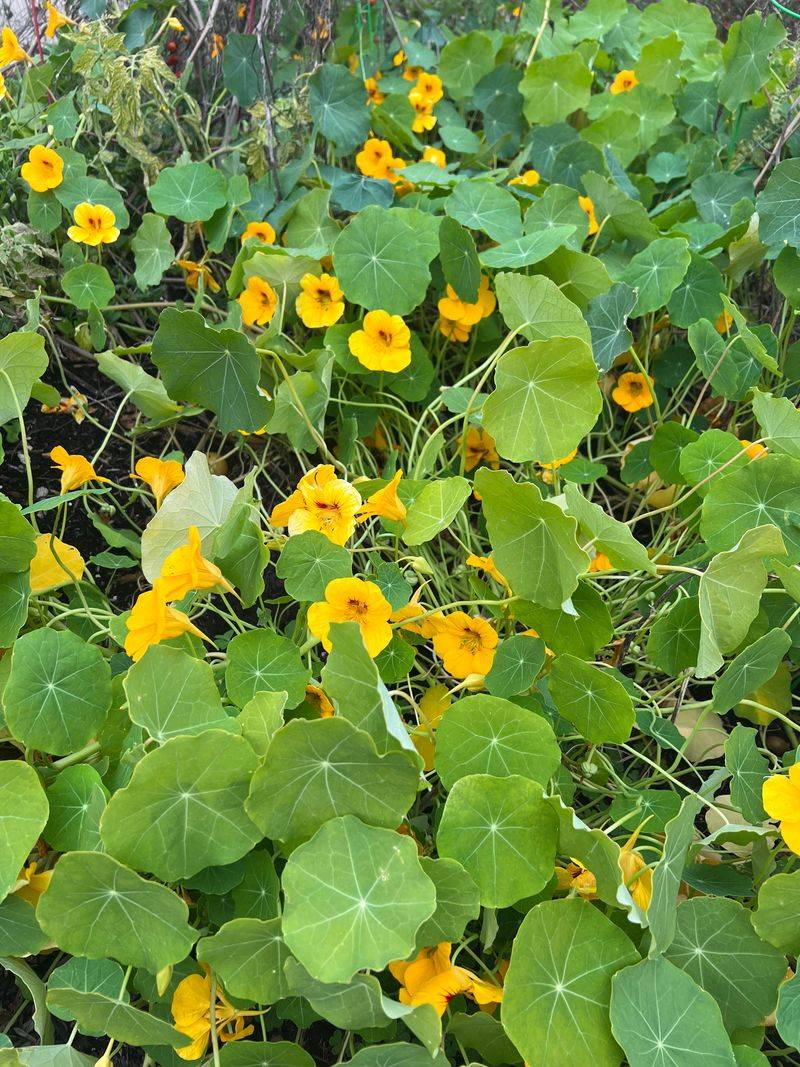 Cucumbers and Nasturtiums – A Pest Trap Meets a Pollinator Magnet