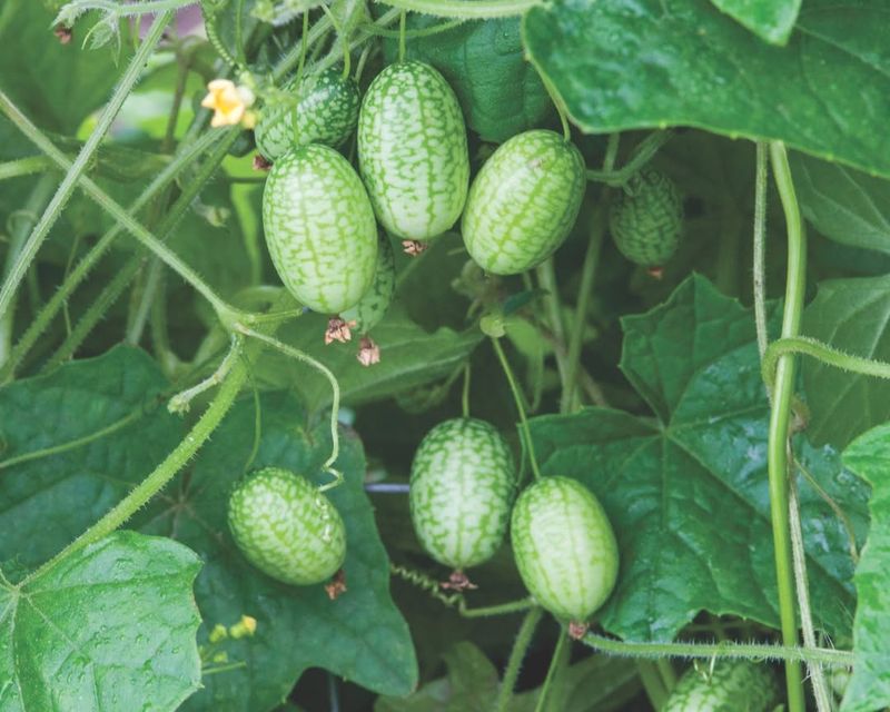 Cucamelon