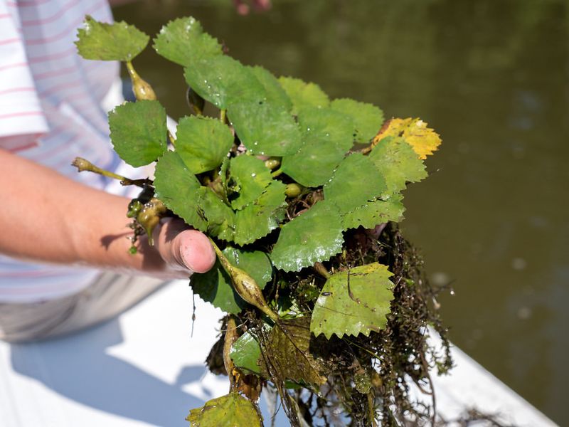 Water Chestnut (Trapa Natans)