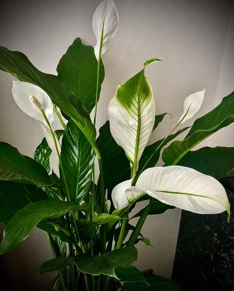 Peace Lily – Blooms with Minimal Feeding