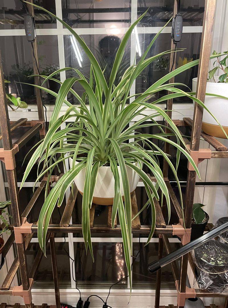 Spider Plant (Chlorophytum comosum)