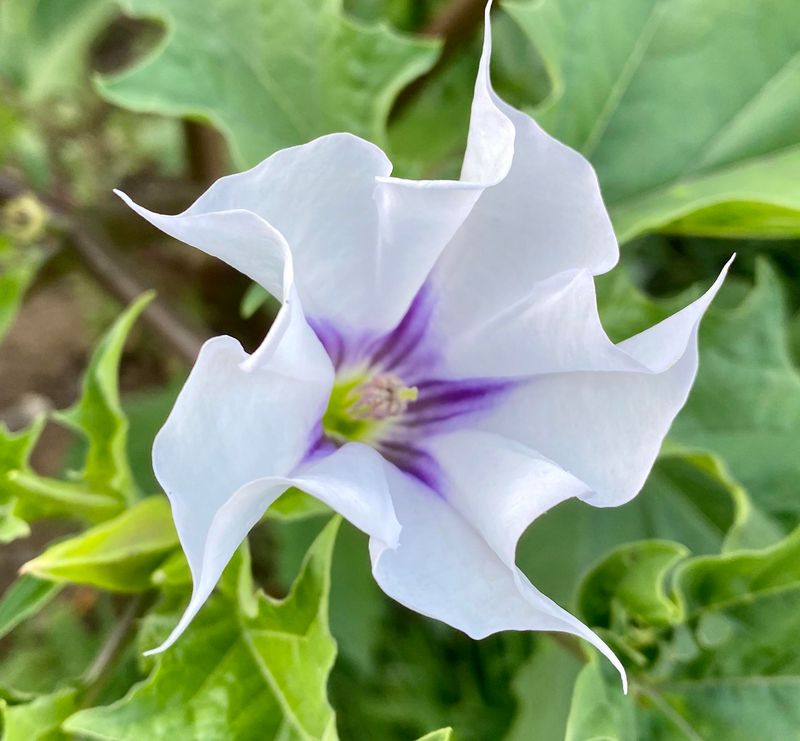 Jimsonweed