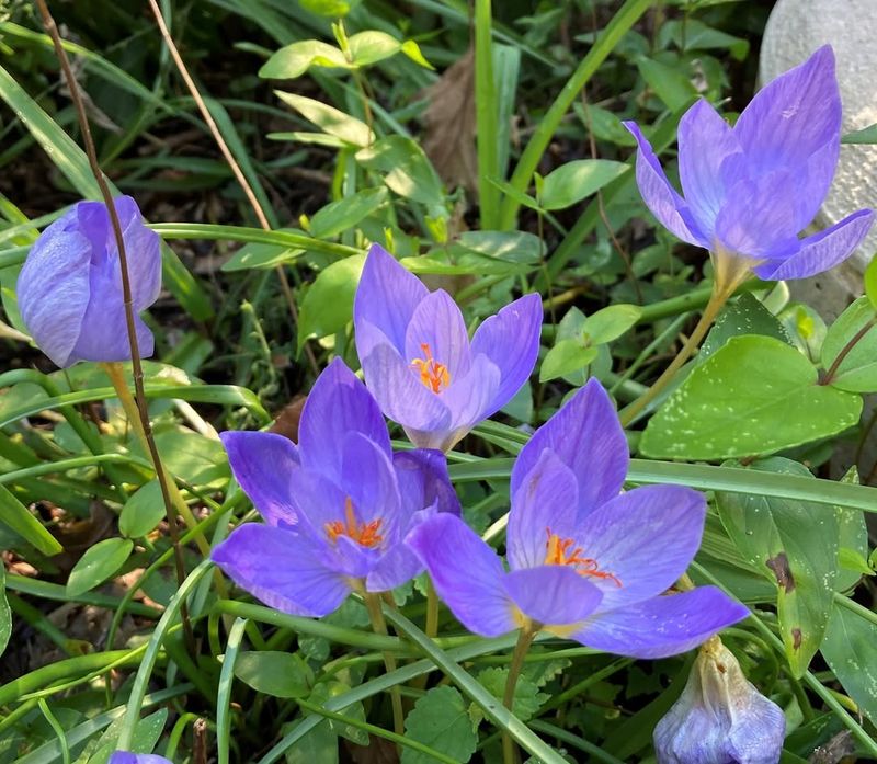 Autumn Crocus