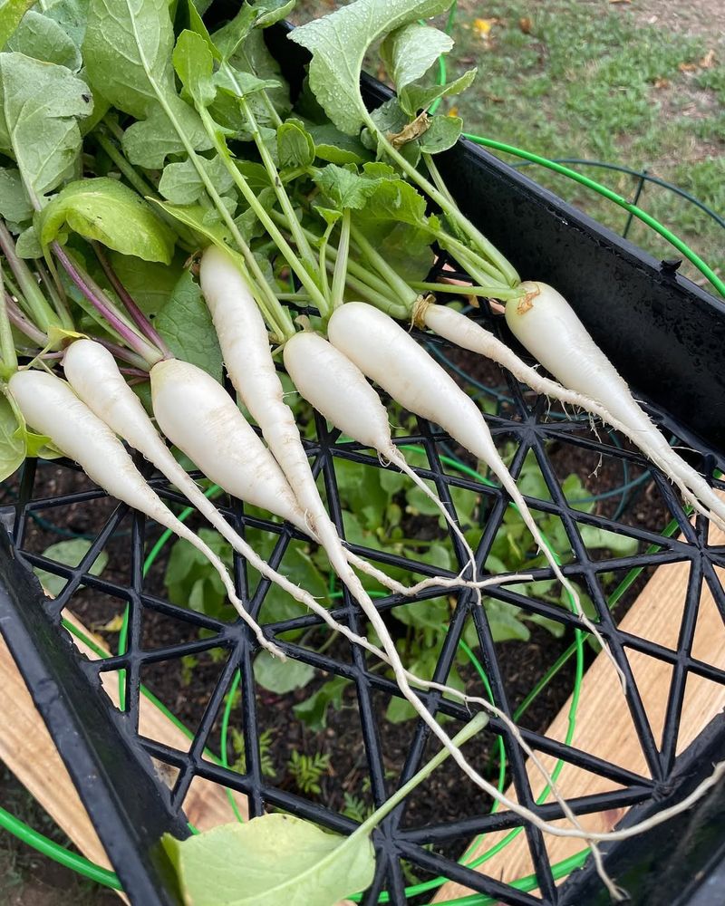 White Icicle Radish