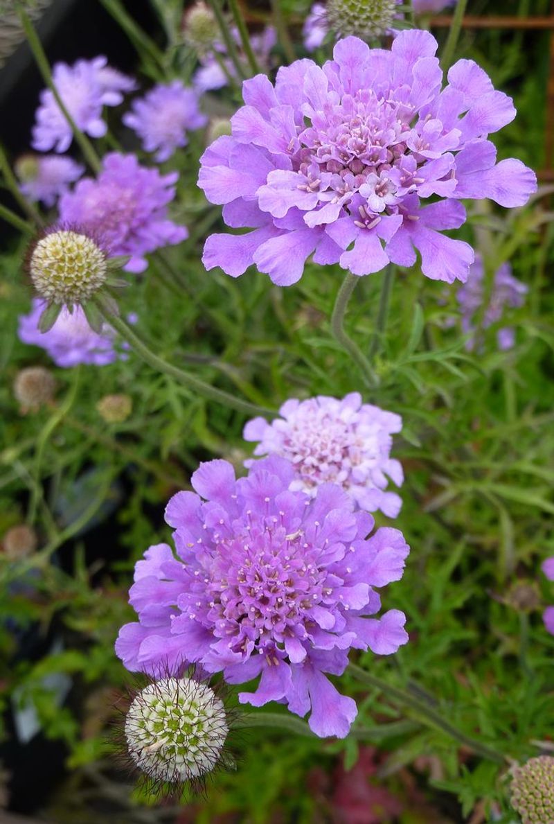 Scabiosa