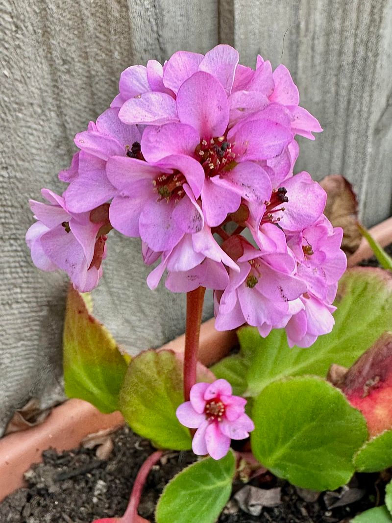 Bergenia