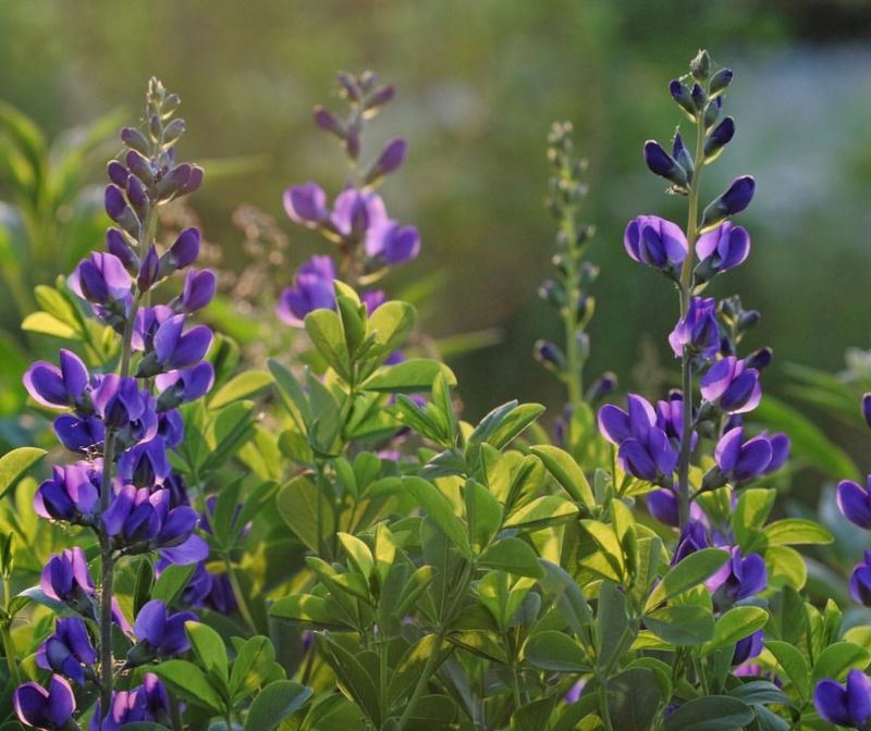 Blue False Indigo