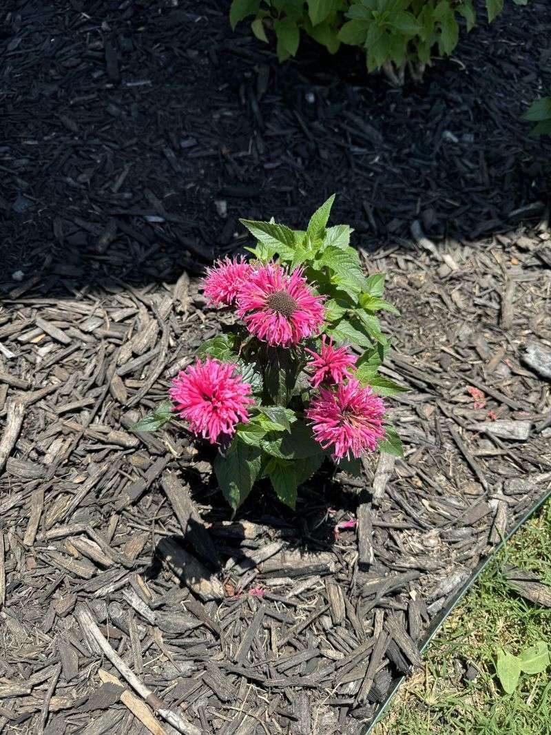 Bee Balm (Monarda)