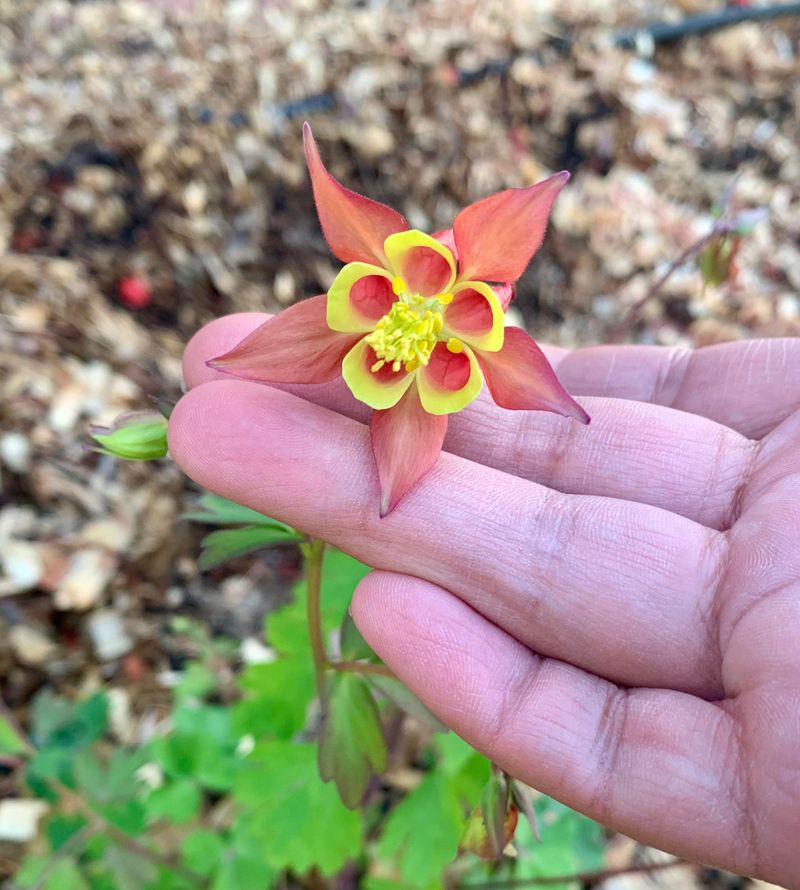 Columbine (Aquilegia)