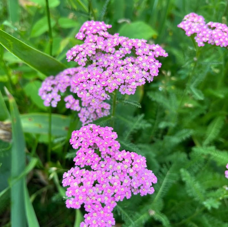 Yarrow