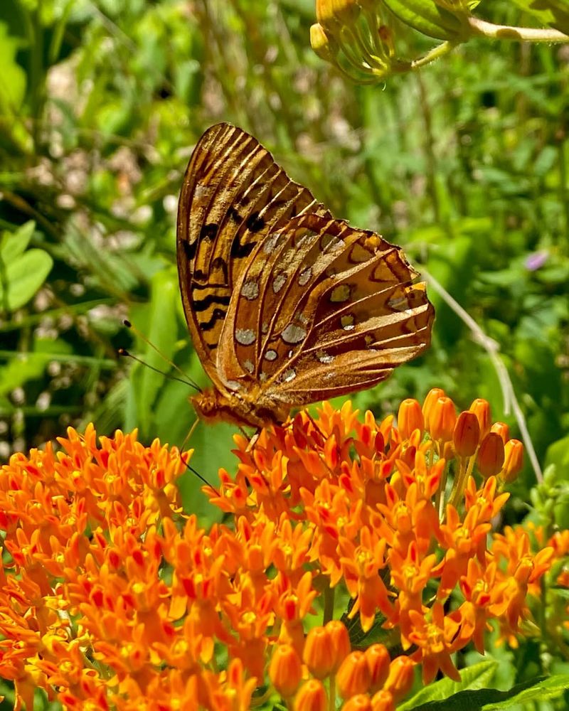 Butterfly Weed