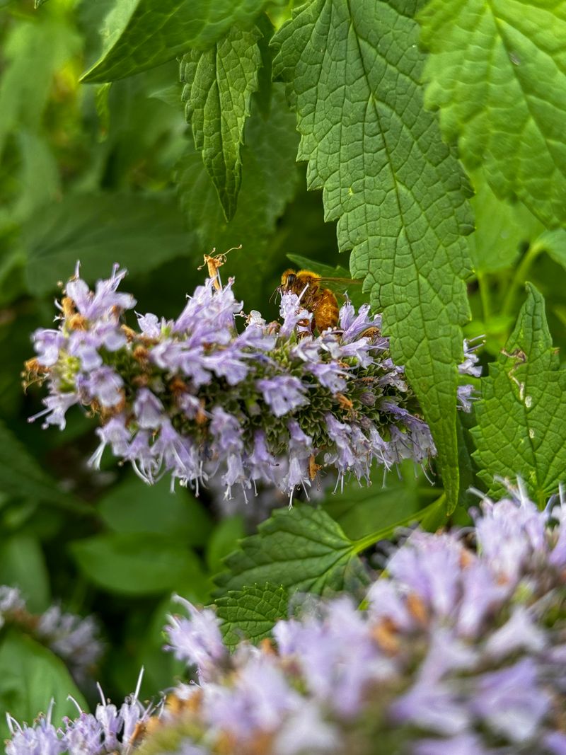 Hyssop