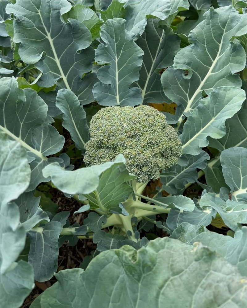 Broccoli Bridges