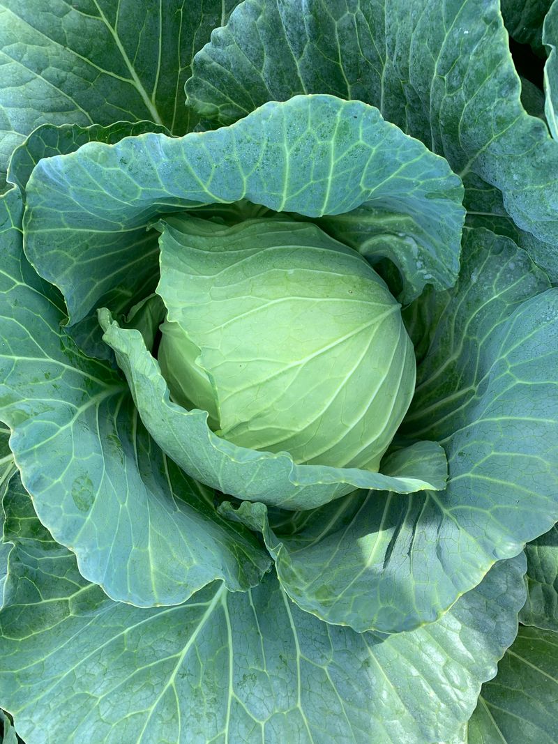 Cabbage